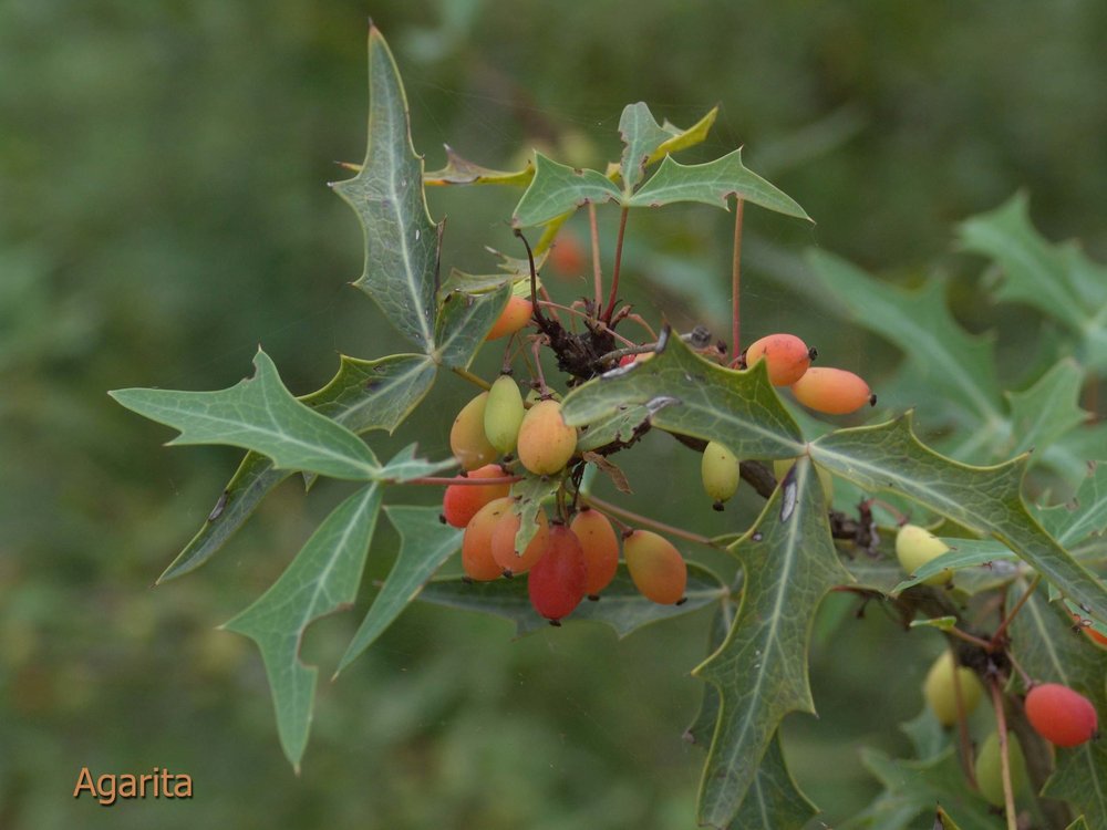 Agarita berries on a branch with green pointed leaves