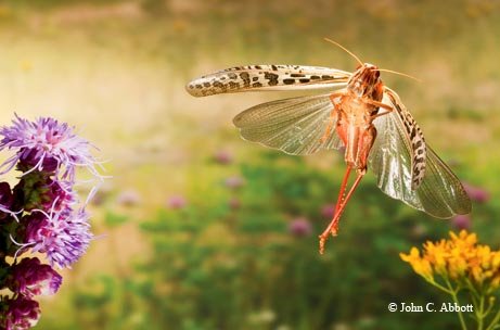 American Bird Grasshopper flying between two flowers