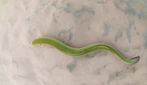 Green American Eel swimming through the water with a light brown seabed at the bottom.