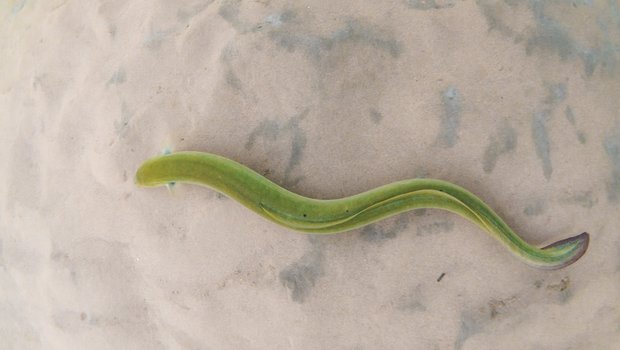 Green American Eel swimming through the water with a light brown seabed at the bottom.