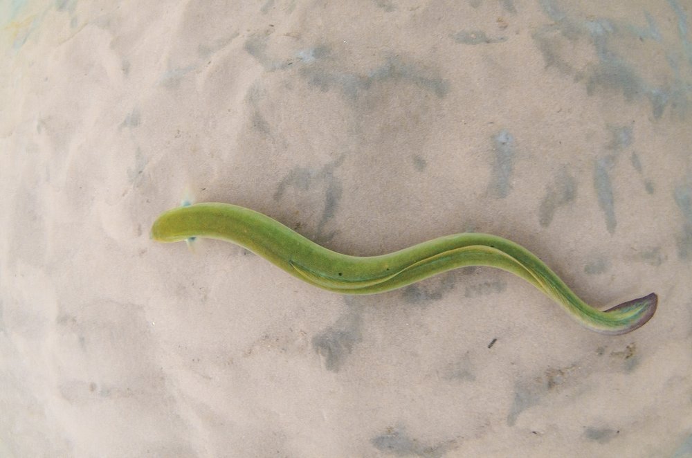 Green American Eel swimming through the water with a light brown seabed at the bottom.