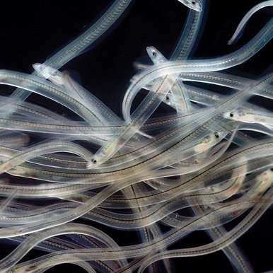 A group of American eels in the glass eel stage translucent and looking as if they were in a tangle.
