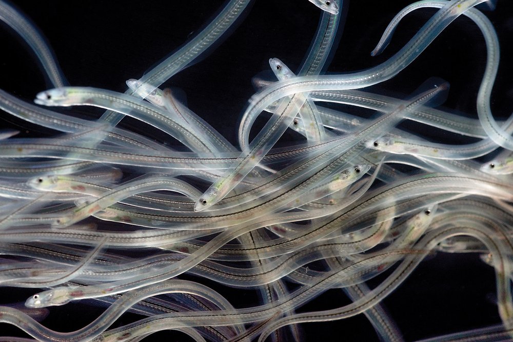 A group of American eels in the glass eel stage translucent and looking as if they were in a tangle.