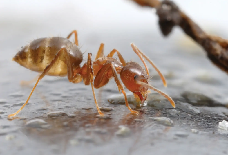 Ant on a wet surface with water dropletts