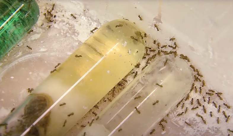 Ants around test tubes in a container