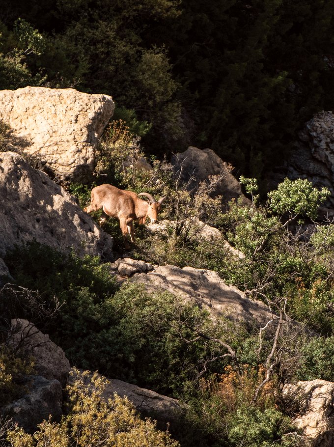An Aoudad climbing down a rocky hill.