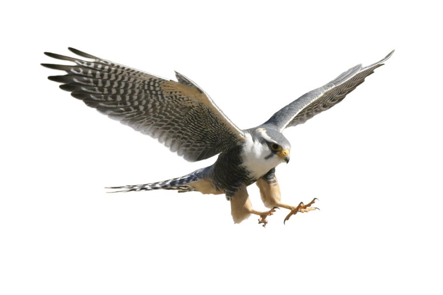 Aplomado Falcon in Flight