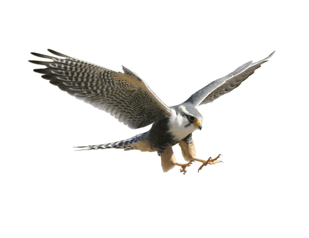 Aplomado Falcon in Flight