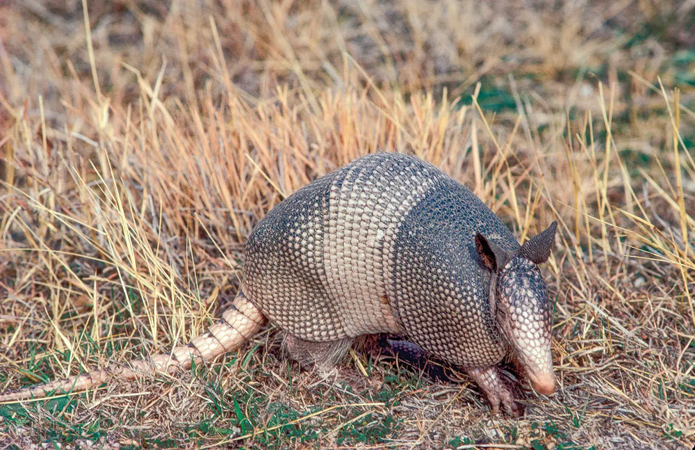 Armadillo in grass