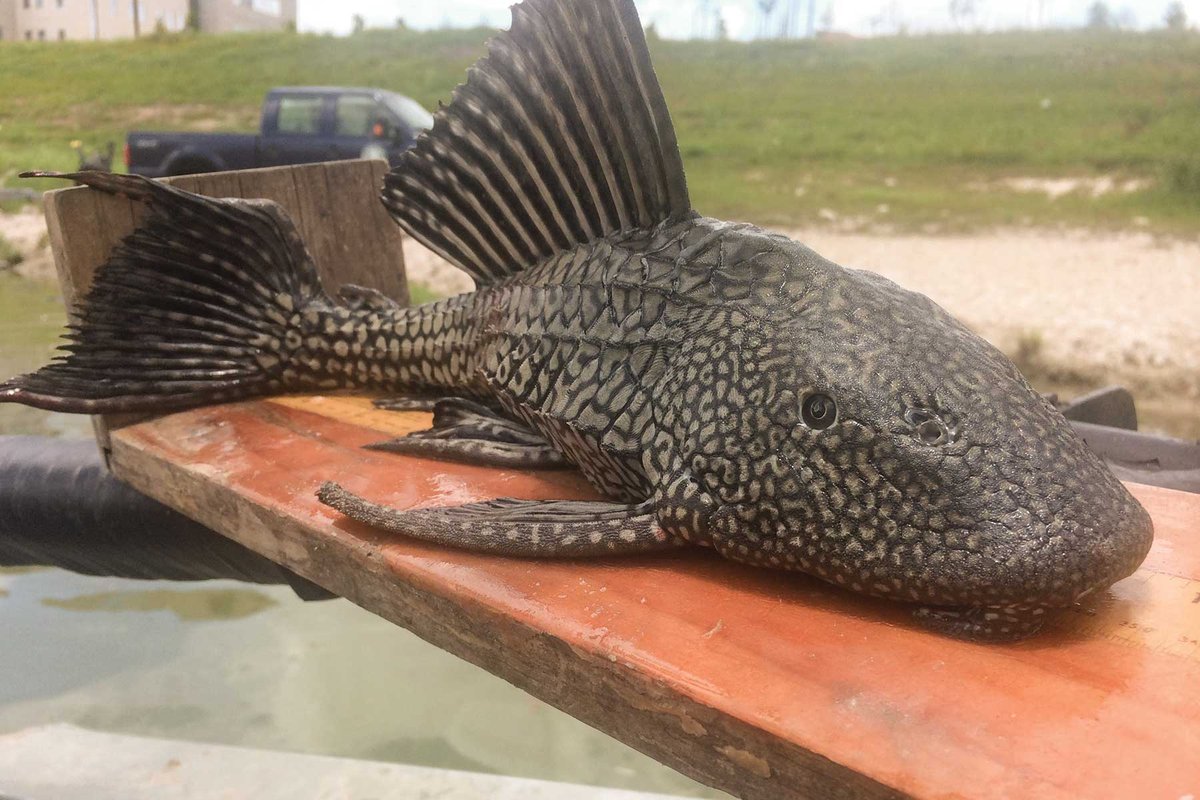 Large sucker mouthed catfish on a plank of wood