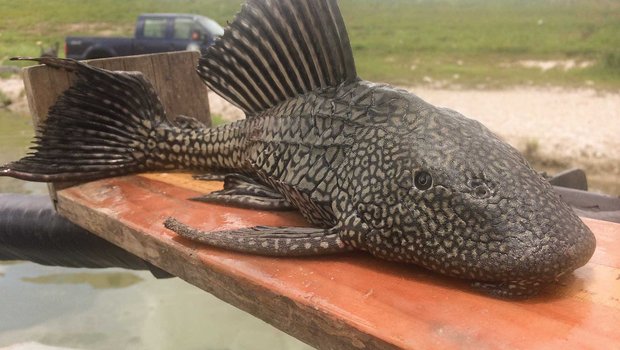 Large sucker mouthed catfish on a plank of wood