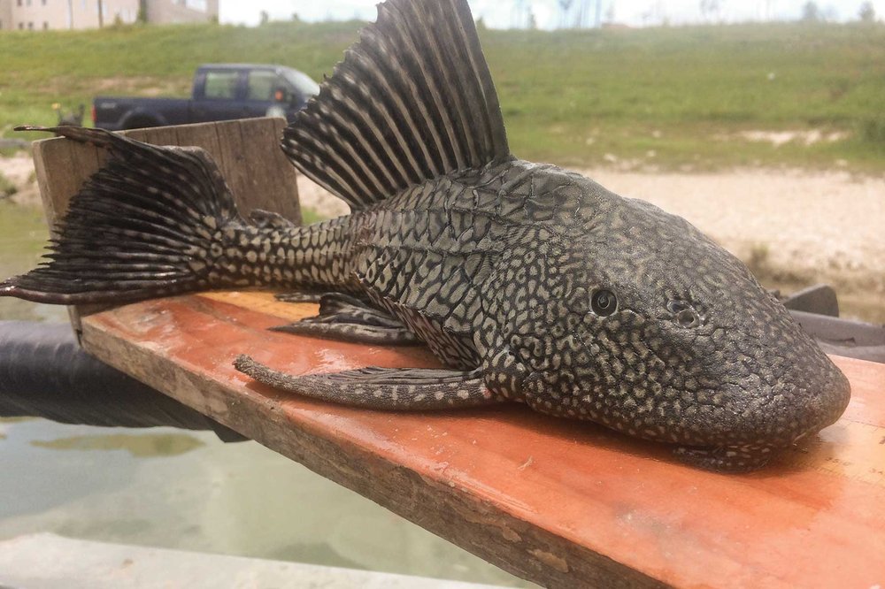 Large sucker mouthed catfish on a plank of wood