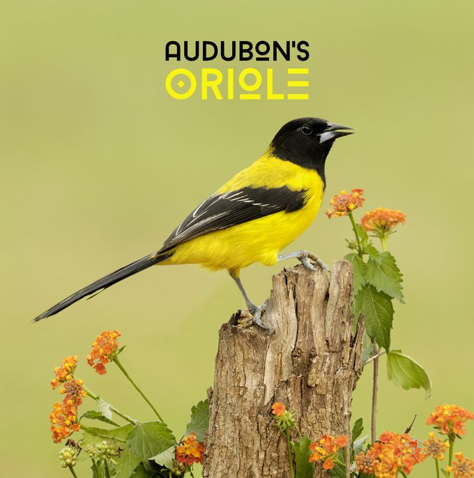 Black headed and tail with a yellow chest and upper back Audubon's Oriole siting on a stump with surrounding lantana