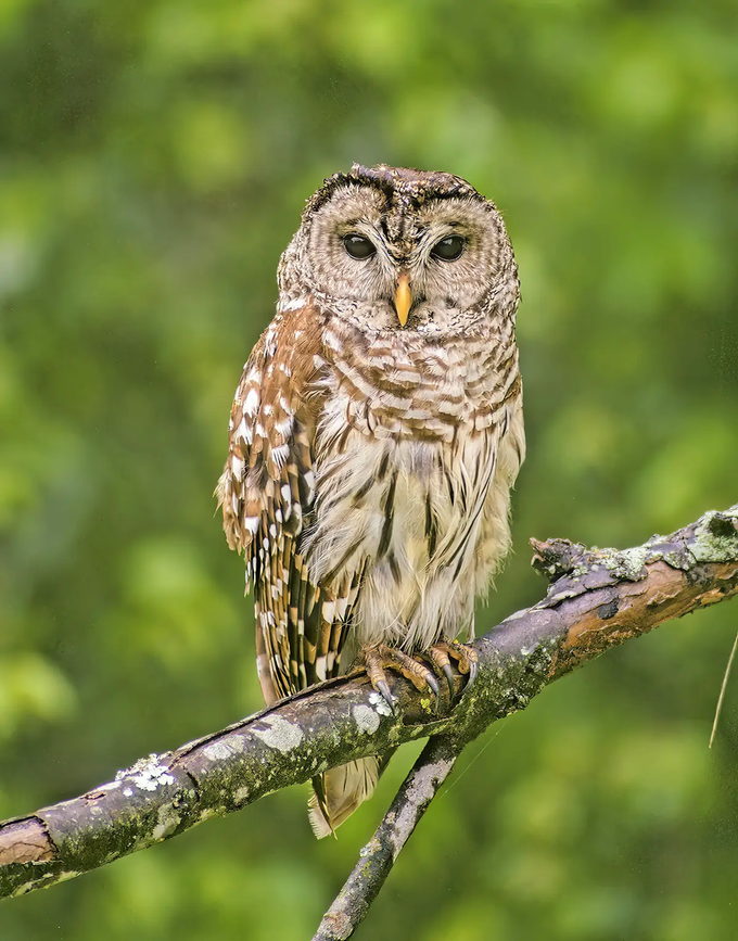 Barred Owl on a branch