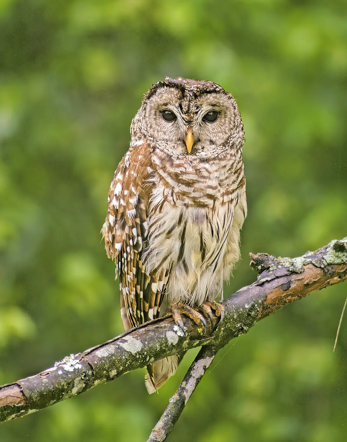 Barred Owl on a branch