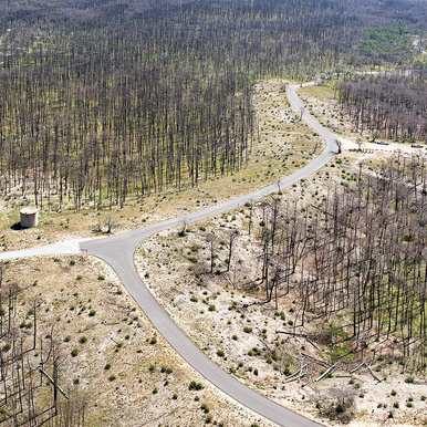 Bastrop State Park after the fires