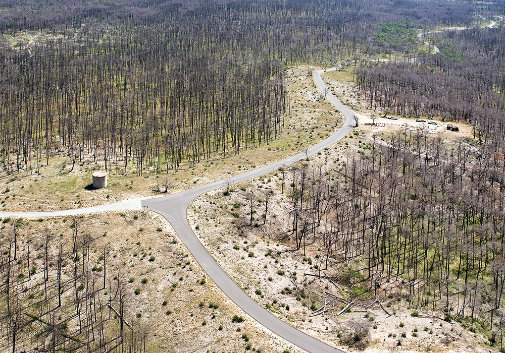 Bastrop State Park after the fires