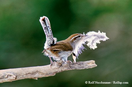 Bewick's Wren on a branch with a feather in its mouth