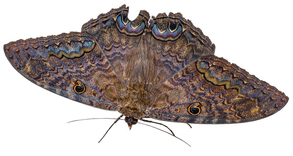 BLACK WITCH (Ascalapha Odorata) moth brown with purple, blue, black and orange markings. of note is a small black coma shape with an orange outline