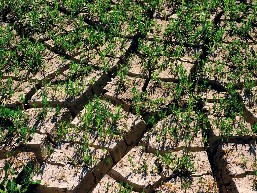 Baked Mud Cracks with Sprouts