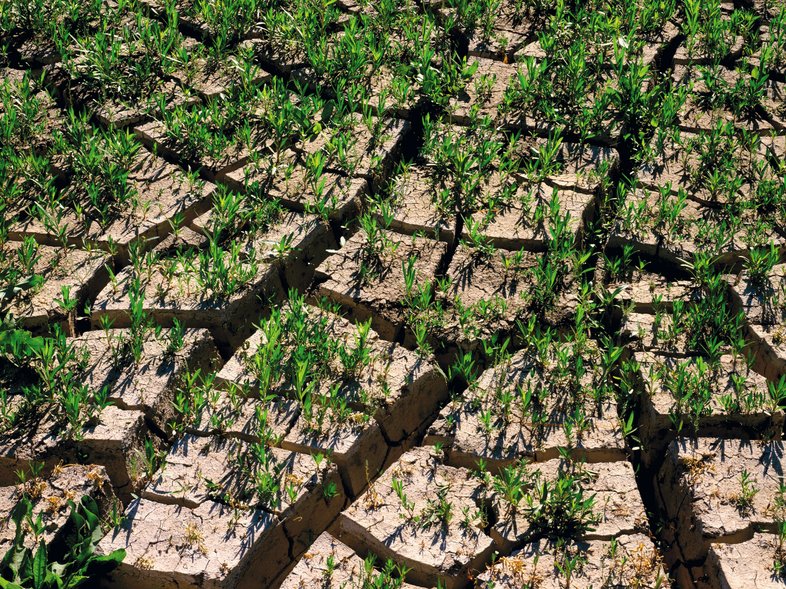 Baked Mud Cracks with Sprouts