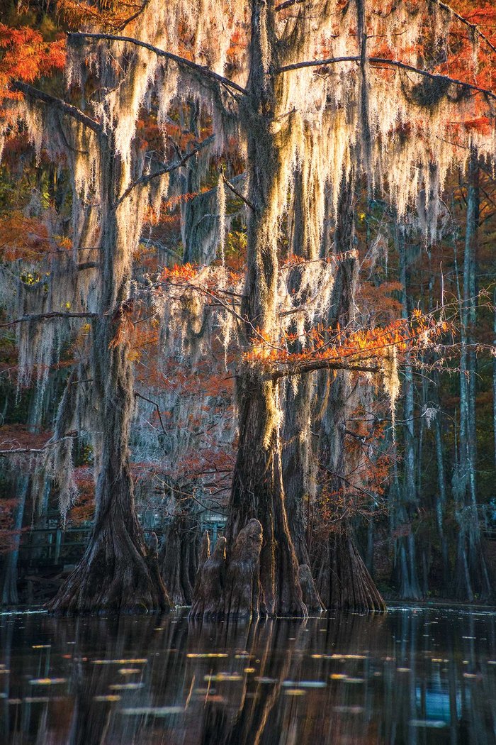 Bald cypress trees growing in Caddo Lake.