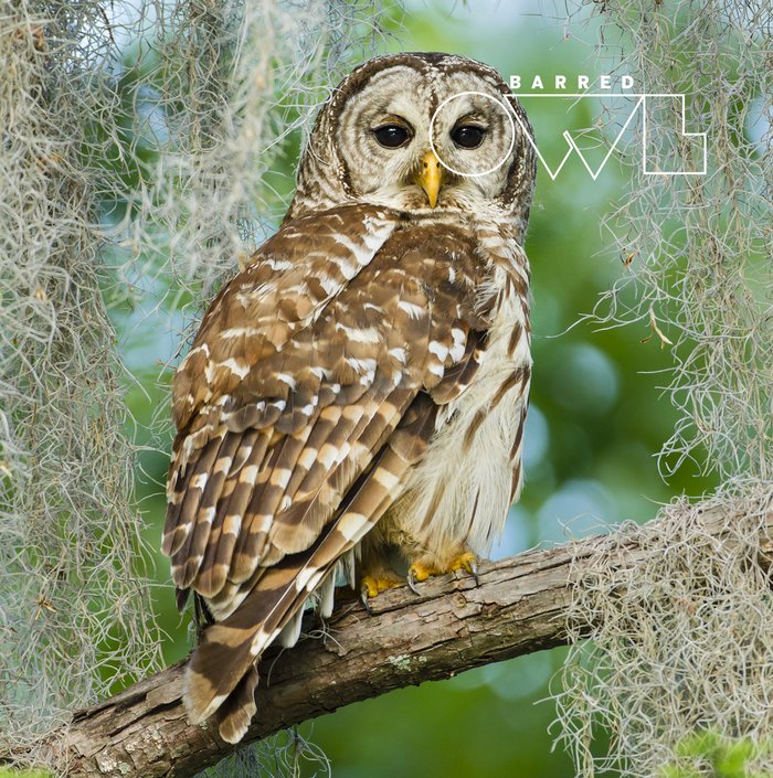 Speckled brown and white Barred Owl sitting on a branch surround by hanging moss the words Barred Owl are pinned in the upper right corner with the O surrounding the eye of the Owl