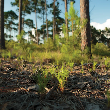 Bastrop State Park - New growth after wildfire
