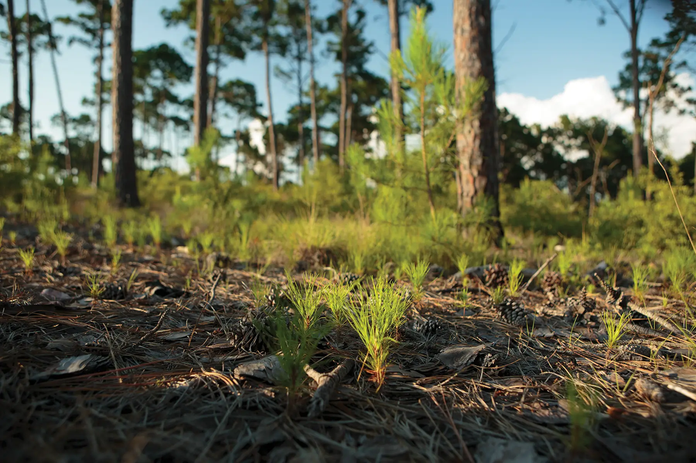 Bastrop State Park - New growth after wildfire