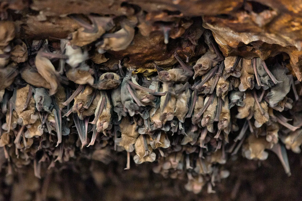 Urban Bat Colony of Mexican Free Tailed Bats in a cotton warehouse