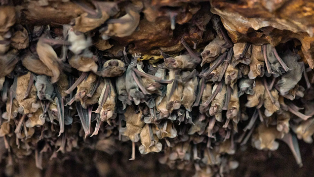 Urban Bat Colony of Mexican Free Tailed Bats in a cotton warehouse