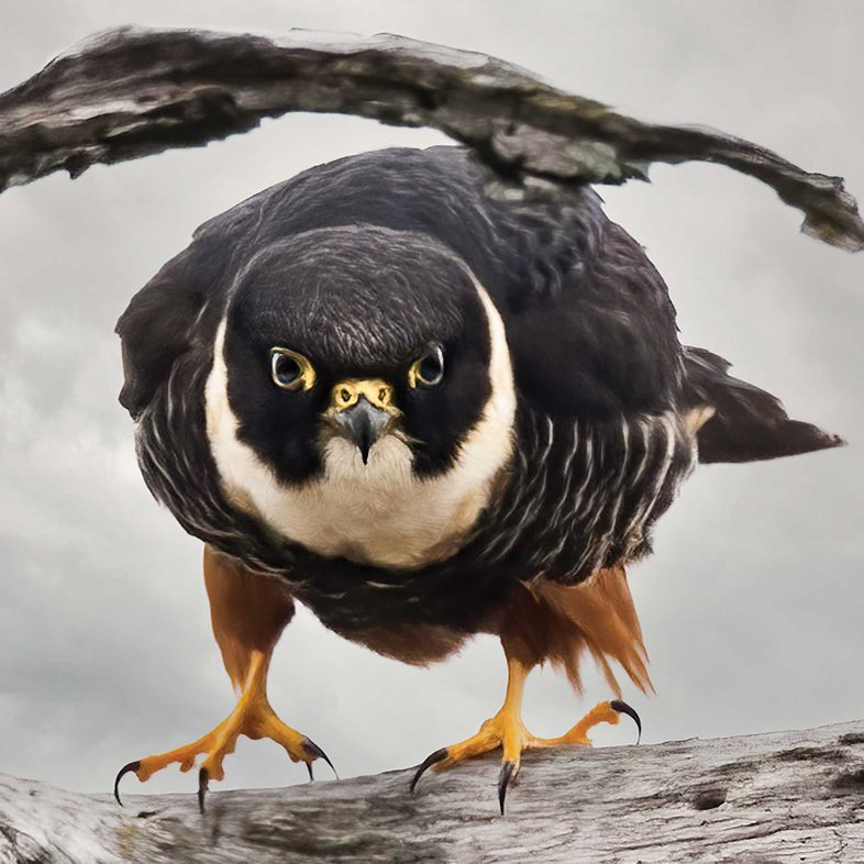 Bat Falcon on a limb