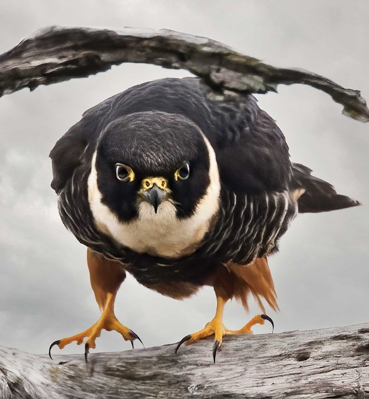 Bat Falcon on a limb