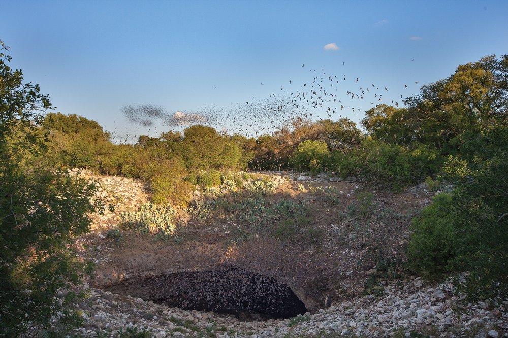 Bat flying out of the mouth of a cave surrounded by trees and brush.