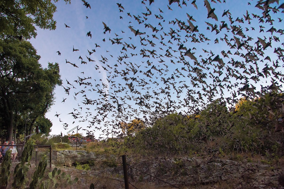 Bats leaving the train tunnel at Old Tunnel State Park.