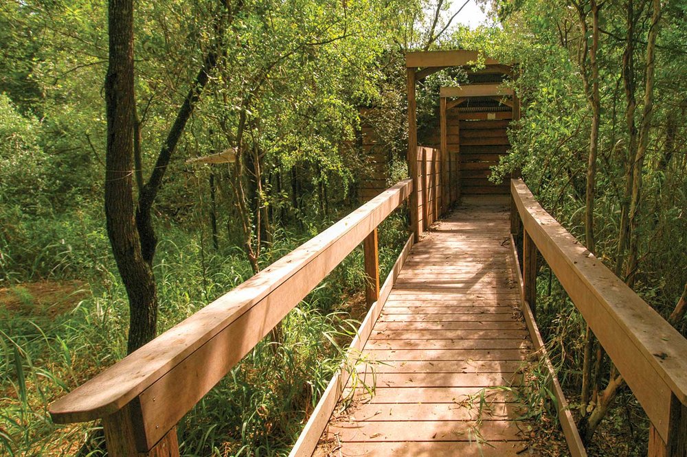 bridge to a bird blind in the woods