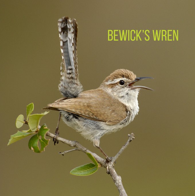 tan and brown Bewicks Wren on the branch of a shrub