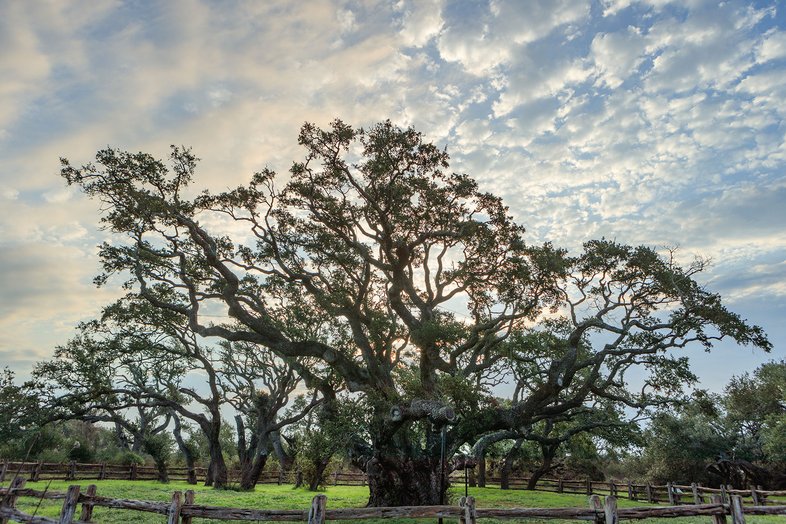 Big Live Oak Tree Goose Island