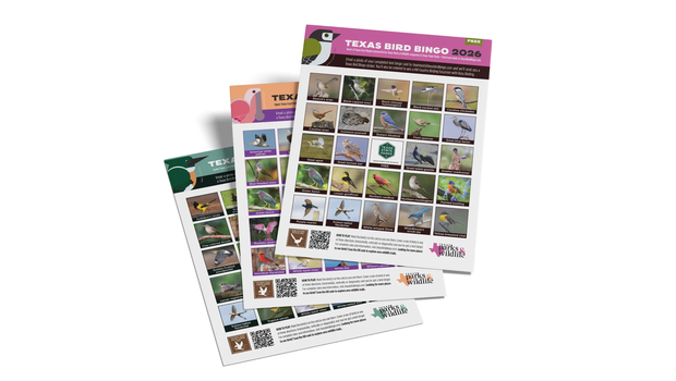 Bird bingo cards fanned out.