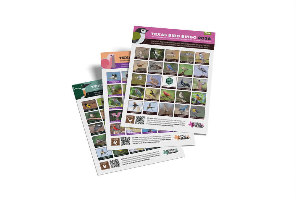 Bird bingo cards fanned out.