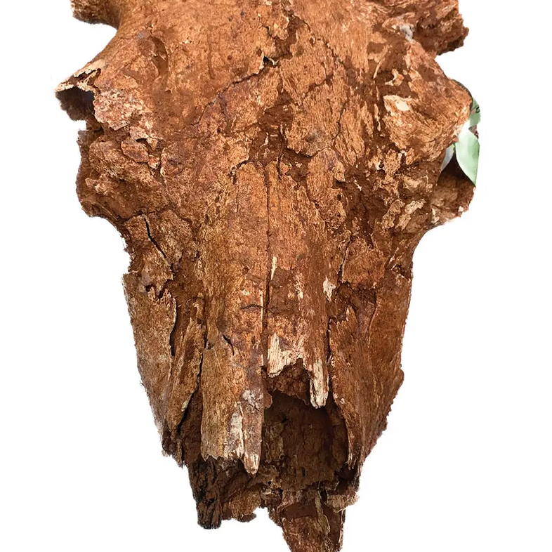 Redish Brown Bison Skull