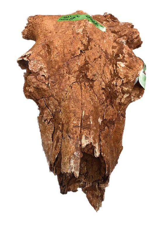 Redish Brown Bison Skull