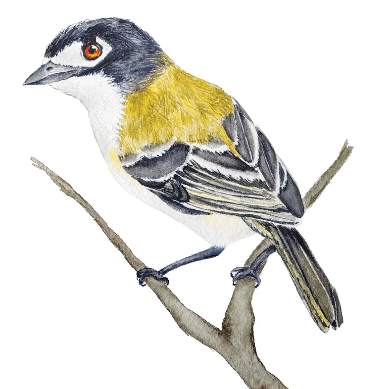 Black Capped Vireo on a branch illustration