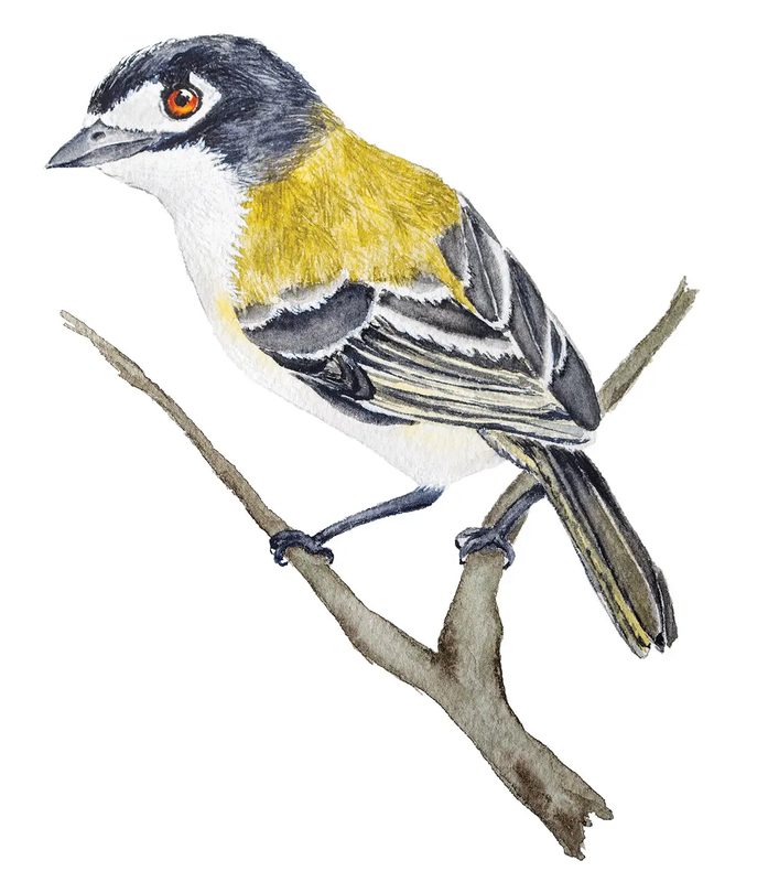 Black Capped Vireo on a branch illustration
