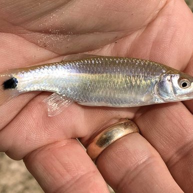 Blacktail shiner in a hand.