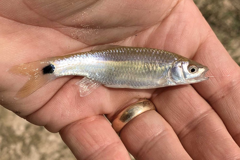 Blacktail shiner in a hand.