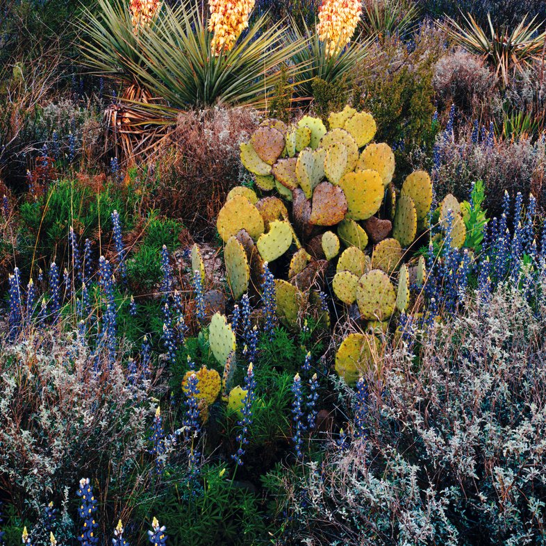 Yucca Cactus with blue Bluebonnets