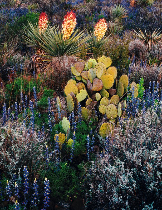 Yucca Cactus with blue Bluebonnets