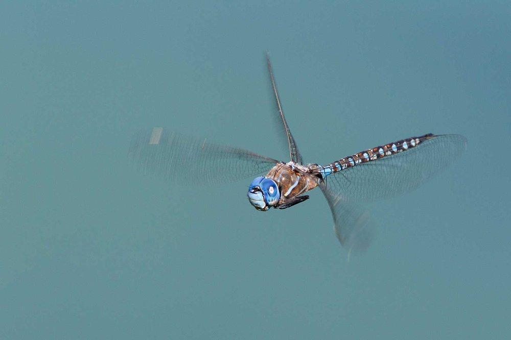 Blue-eyed-Darner dragonfly flying