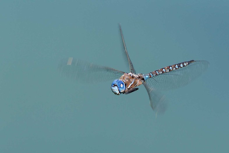 Blue-eyed-Darner dragonfly flying